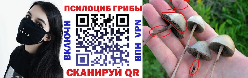 Псилоцибиновые грибы Psilocybine cubensis Балашиха